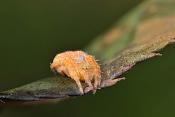 juveniele kruisspin (araneus diadematus) 3-2012 5312